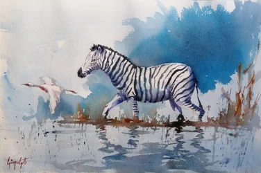 Afrikaanse zebra waadt