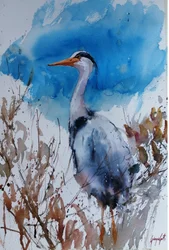 Blauwe reiger - Aquarel