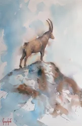 Majestueuze alpensteenbok