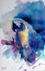 Levendige blauwe ara