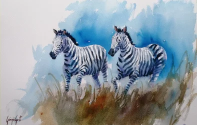 zebra