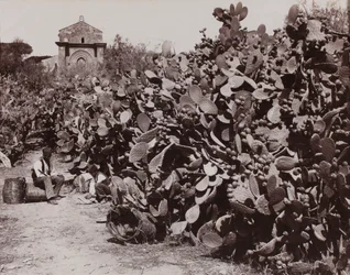 „Palermo. Vruchten van de vijgcactus“ [Palermo. Oogst van vruchten van de vijgcactus]