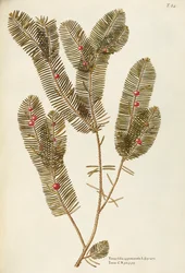 Europese taxus (Taxus baccata), Taxaceae