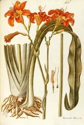 Oranje daglelie (Hemerocallis fulva), Liliaceae