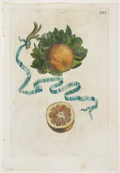 Aurantium Crispo Folio, uit Hesperides, 1646