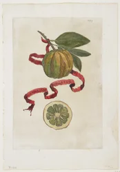 Aurantium Virgatum, uit Hesperides, 1646