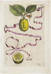 Idem Aurantium Limonis Effigle, uit Hesperides, 1646