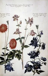 Botanische plaat: drie soorten ancolies (Aquilegia) - In 