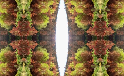 Onnatuurlijk 81