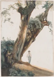 Oude bomen in de Romeinse Campagna