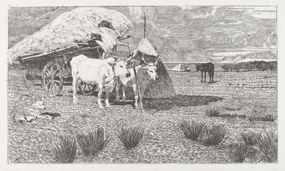 Ossen voor een kar gespannen (Maremma)