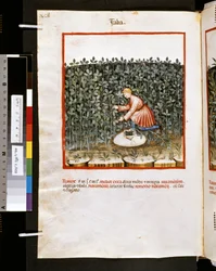 Theatrum sanitatis door Ububchasym de Baldach: 