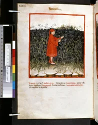 Theatrum sanitatis door Ububchasym de Baldach: 