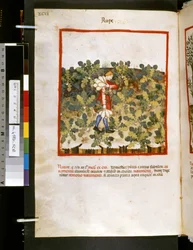 Theatrum sanitatis door Ububchasym de Baldach: 