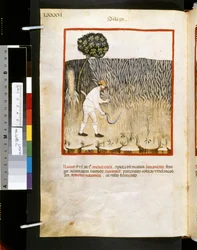 Theatrum sanitatis door Ububchasym de Baldach: 