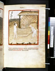 Theatrum sanitatis door Ububchasym de Baldach: 