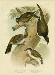 Zwartstaart-boomkruiper, 1891