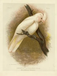 Met bloed bevlekte kaketoe, 1891