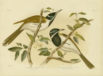 Blauw-Gezichtsuithaler, 1891