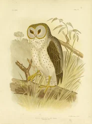 Delicate Uil, 1891