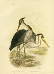 Grootbekreiger of Donkergrijze Reiger, 1891