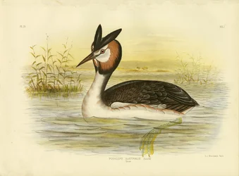Fuut, 1891