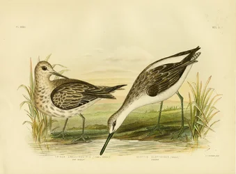 Grote Strandloper, 1891