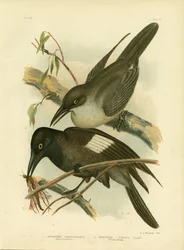 Grijze kraaienklauwier, 1891