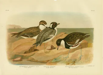 Kapdotterel, 1891