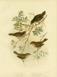 Inlandse doornvogel of breedstaartdoornvogel, 1891