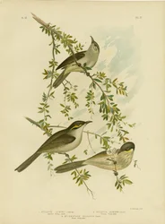 Lewin Honingeter, 1891