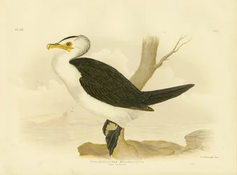Kleine aalscholver, 1891
