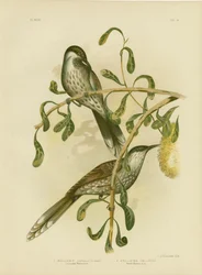 Lumulated Wattlebird of Kleine Wattlebird, 1891