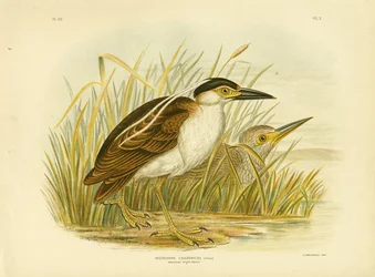 Nankeense nachtreiger, 1891