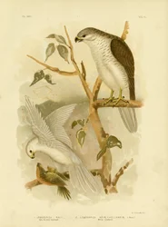 Nieuw-Hollandse Havik, 1891