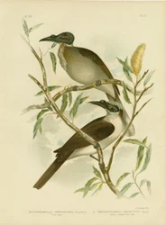 Luidruchtige Friarbird, 1891