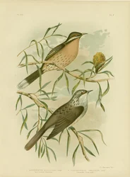 Spiny-Cheeked Honeyeater, 1891