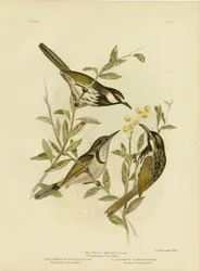 Witwanghoningeter, 1891