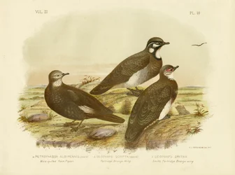 Wit-gevederde rotsduif, 1891