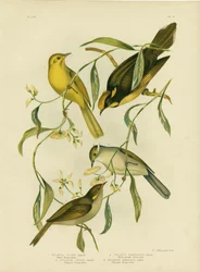 Gele honingeter, 1891