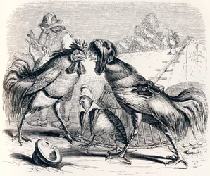 De patrijs en de twee hanen - Fabels van La Fontaine