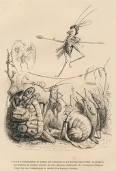 Krekel speelt trompet voor een schildpad, een slak en slakken. Boven hem balanceert een andere krekel op een draad. Vignetten geïllustreerd door JJ Granville. Gravure gesigneerd Godard in het deel getiteld 