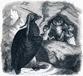 De Adelaar en de Uil, illustratie uit 