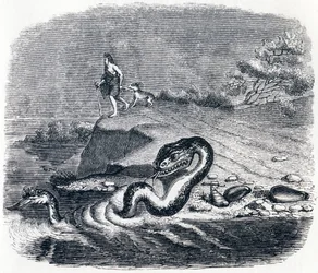 De kop en de staart van de slang - Fabels van La Fontaine