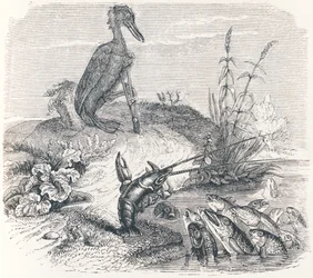 De vissen en de aalscholver