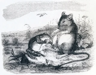 De kikker en de rat (La grenouille et le rat) - Fabels van La Fontaine