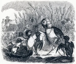 De leeuwerik en haar jongen, met de meester van een veld - Fabels van La Fontaine