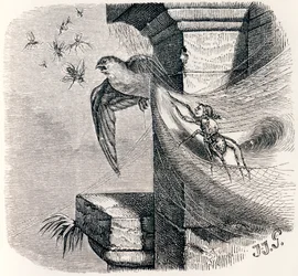 De spin en de zwaluw (L