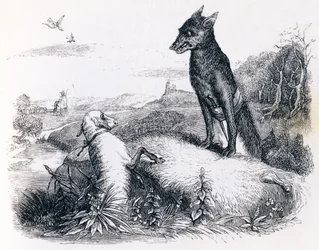 De wolf en het lam - Fabels van La Fontaine