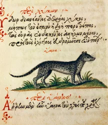 Verhandeling over Hyena, test en miniatuur uit De animalium natura et proprietate libellus, door Aelianus
